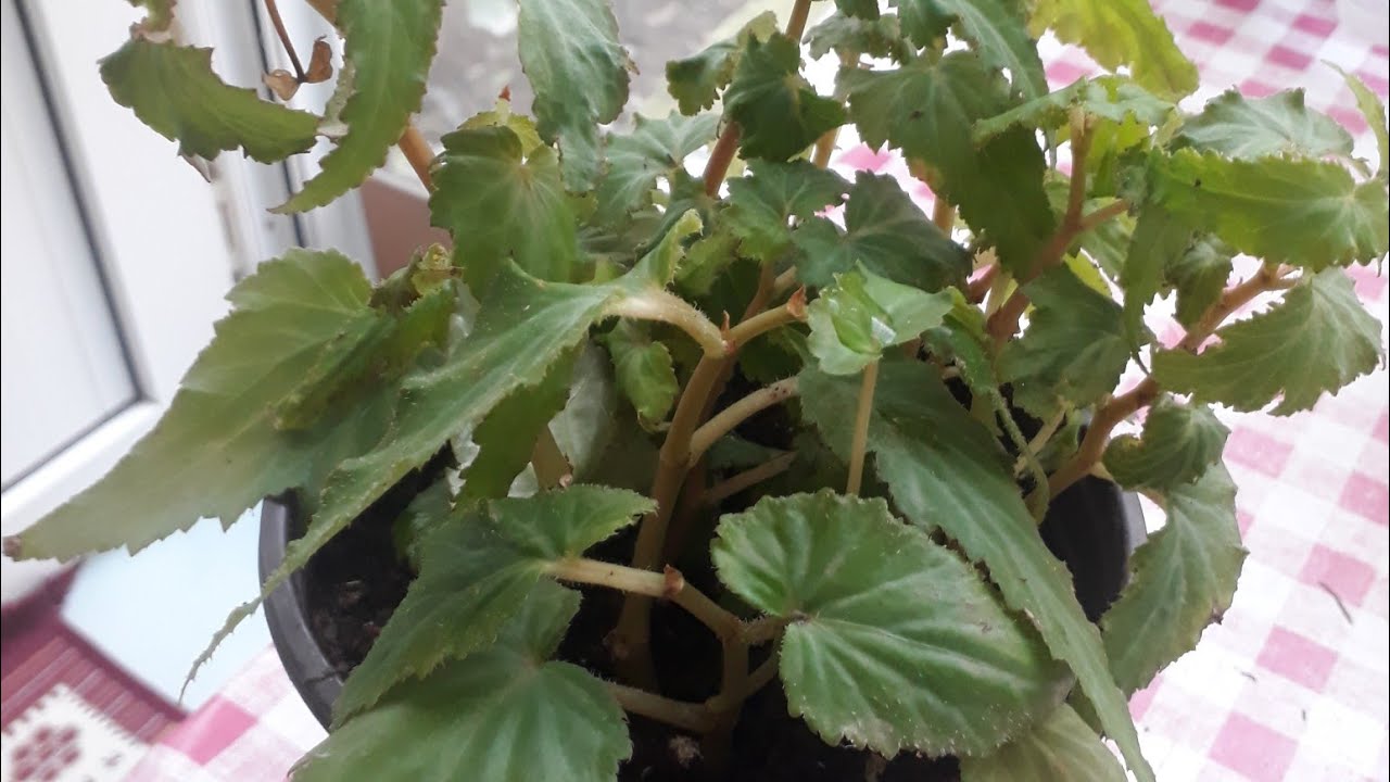 🍃BEGONYA BUDAMA VE ÇOĞALTMA 🍃KATMER ve GELIN DAMAT BEGONYA BAKIMI ÇOĞALTILMASI