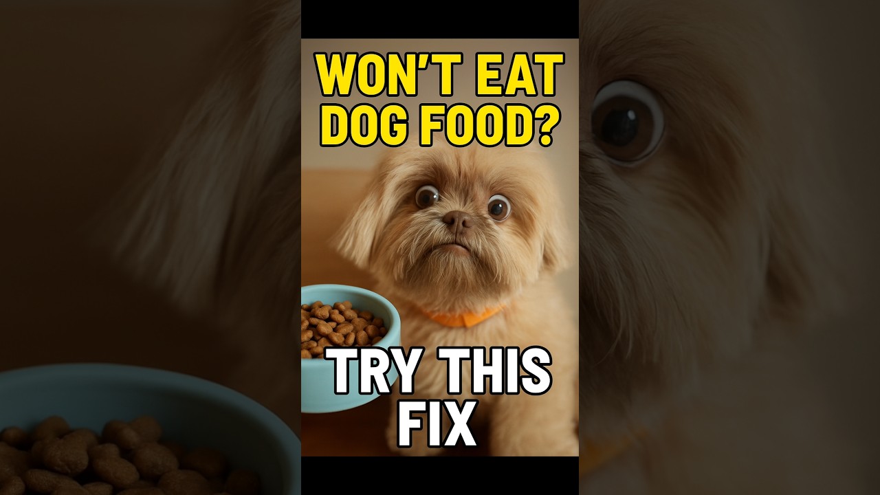 Dog Won’t Eat dog food? Try These 5 Fixes (Last One Works Best!)