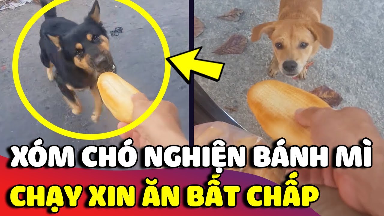 Xóm chó 'NGHIỆN BÁNH MÌ', ngày nào cũng đứng đợi anh bán bánh mì để đòi xin ăn 😅🥖 | Gâu Đần