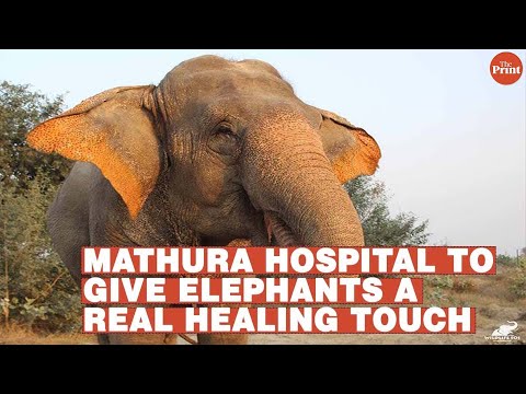 Mathura hospital to give elephants a real healing touch