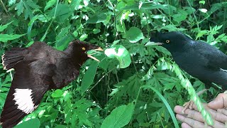 This bird was raised as a pet dog, found a hole in the wall, and caught bugs in the wild