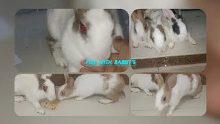 Cute Rabbit's & ginipig video  #ginipig #rabbit #pets #animals #shortvideo #shortsvideo