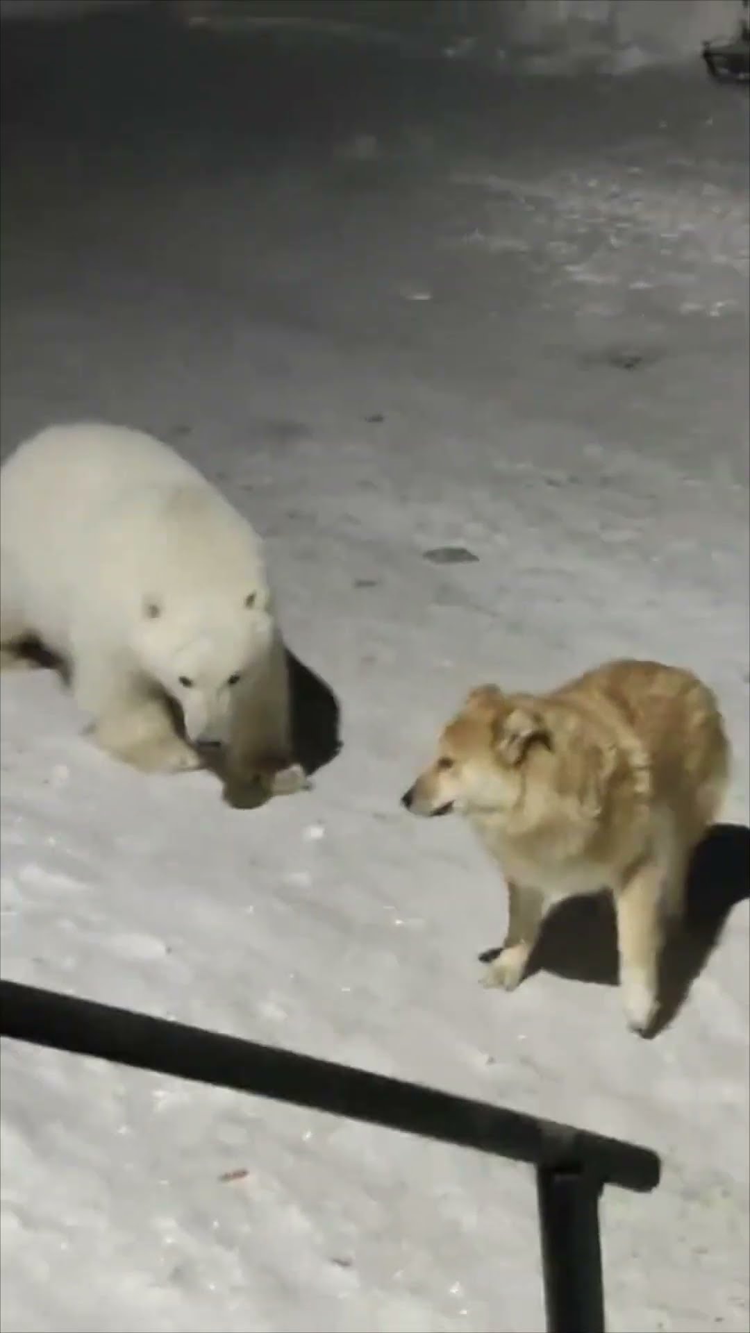 Workers Encounter a Polar Bear while Their Dog Tries to Scare It Away