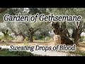 Garden of Gethsemane, Church of All Nations, Jesus Sweating Drops of Blood, Mt. of Olives, Israel