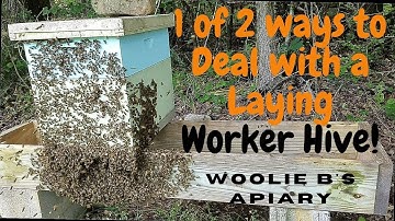 1 of 2 ways I to Deal with a Laying Worker Hive!