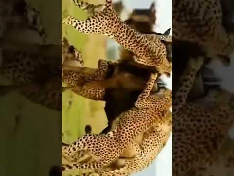 عندما تجوع النمور الآسيوية