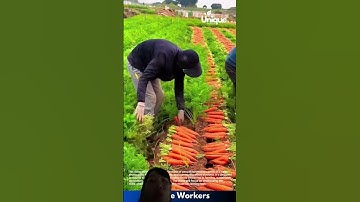 Cách Người dân Trung Quốc thu hoạch củ cải đỏ số lượng nhiều