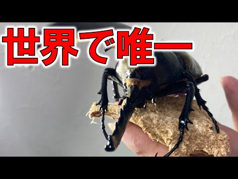 世界で1匹のヘラクレスオオカブト。その遺伝子を残せるかに挑戦します