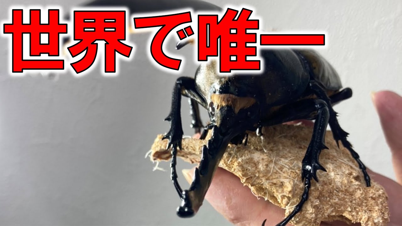 世界で1匹のヘラクレスオオカブト。その遺伝子を残せるかに挑戦します
