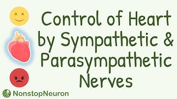 What Effects Do Sympathetic and Parasympathetic System Produce on Heart?