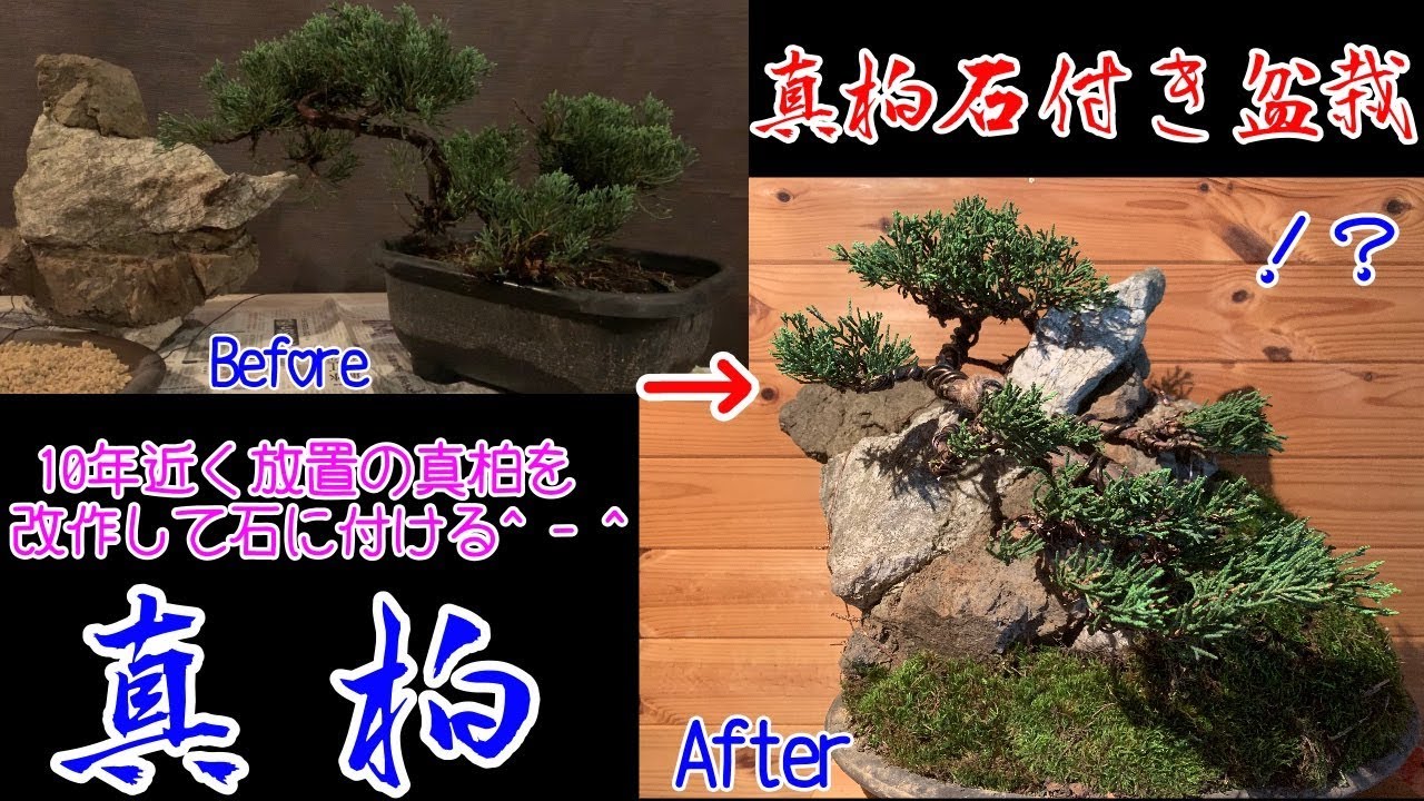 10年近く放置の真柏を石に付けてみました^ - ^真柏石付き盆栽How to create a Japanese Juniper BONSAI 大品盆栽  - YouTube