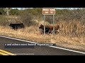 Wayward cows are spotted along protected parts of the San Pedro River