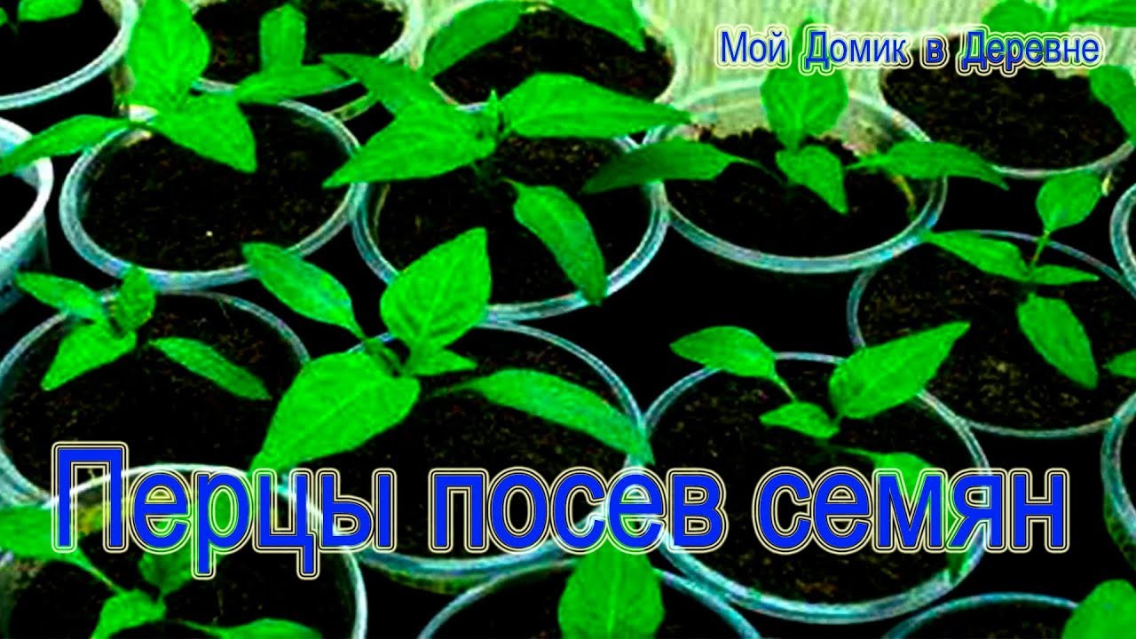 Посадка перца в алоэ. Перелив рассады перца. Посадка перца Сморчкова. Перец взошел дружно щеткой.