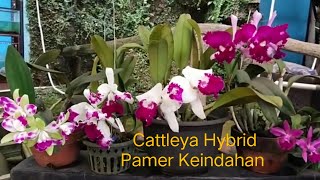 Cattleya Hybrid Pamer Keindahan