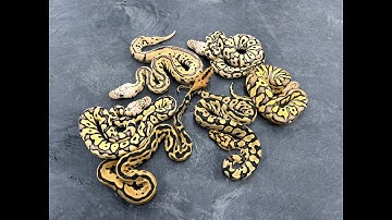 Starting a Monarch Clown project and adding genes into the Ultramel Clown project.