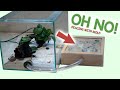 How to Reduce Mold in your Ant Nest | Ant Care Tutorial #2