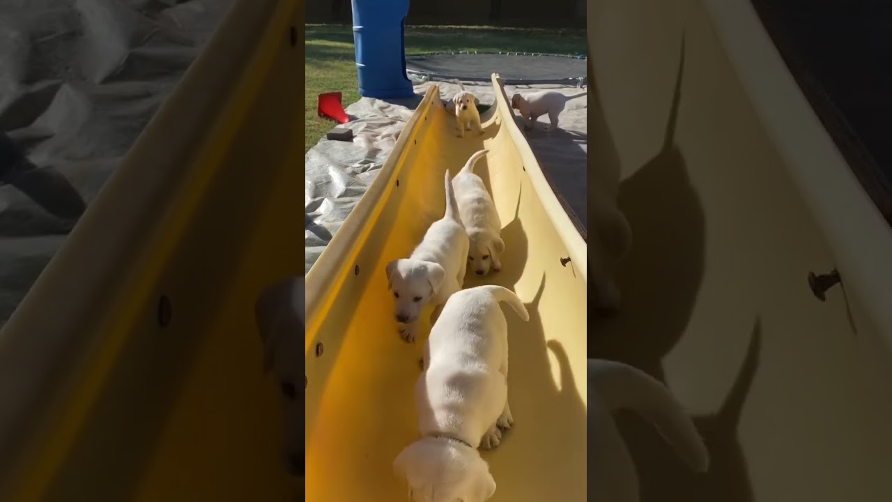 Labrador puppies on their first adventure! 🥰🐶🐾 