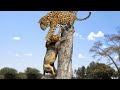 Lion vs Leopard - big battles in the wild