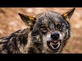 Un cazador se encuentra frente a frente con un lobo en Soria y graba el emocionante momento