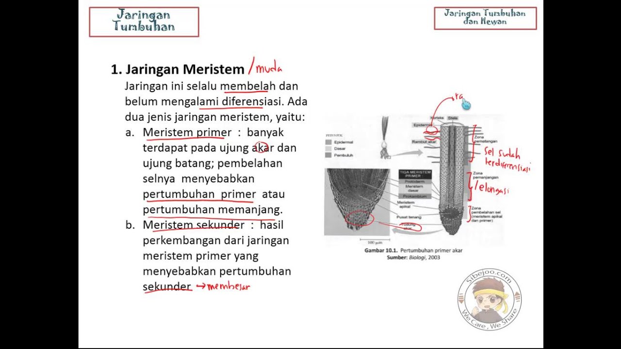  Jaringan  Tumbuhan  dan  Hewan  Part 2 jaringan  tumbuhan  YouTube