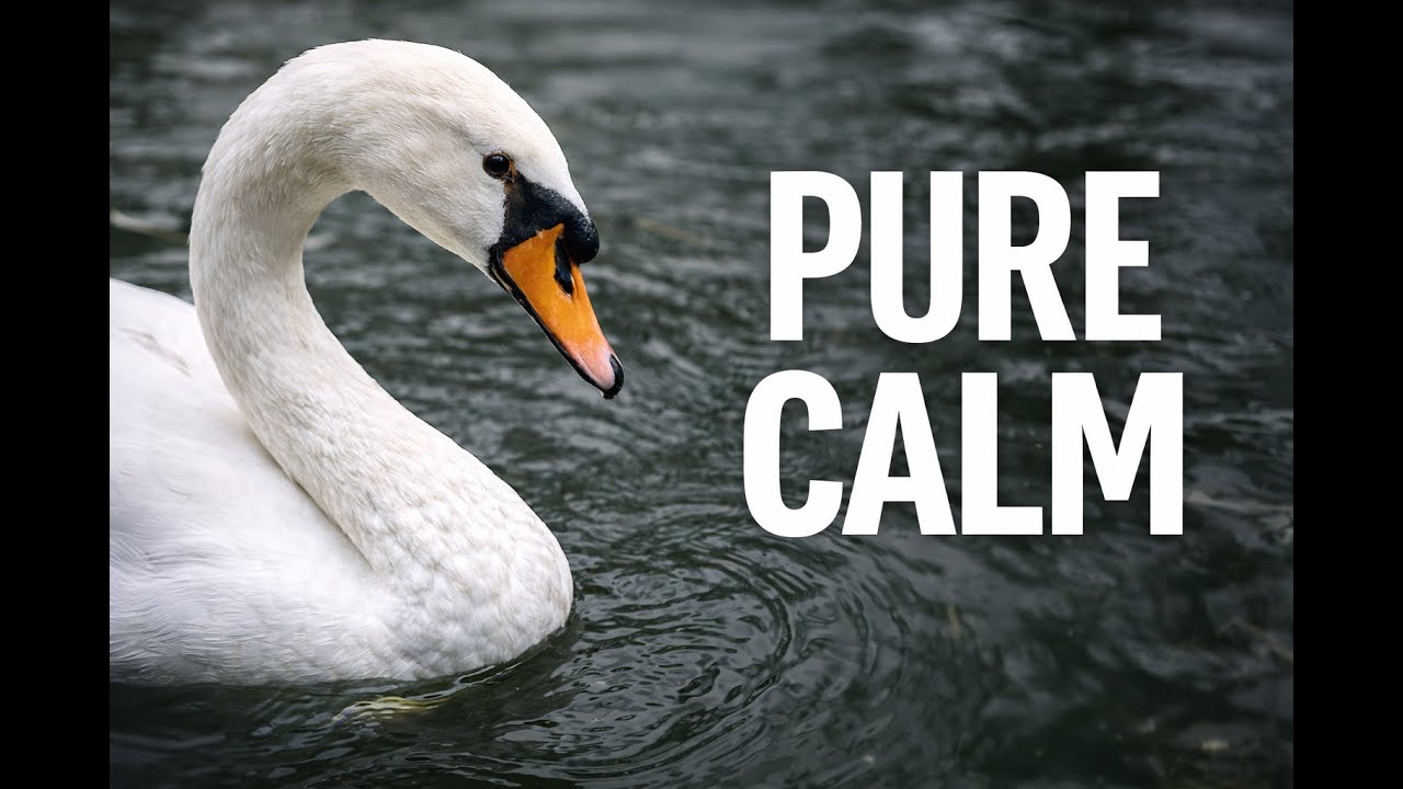 An invitation to calm