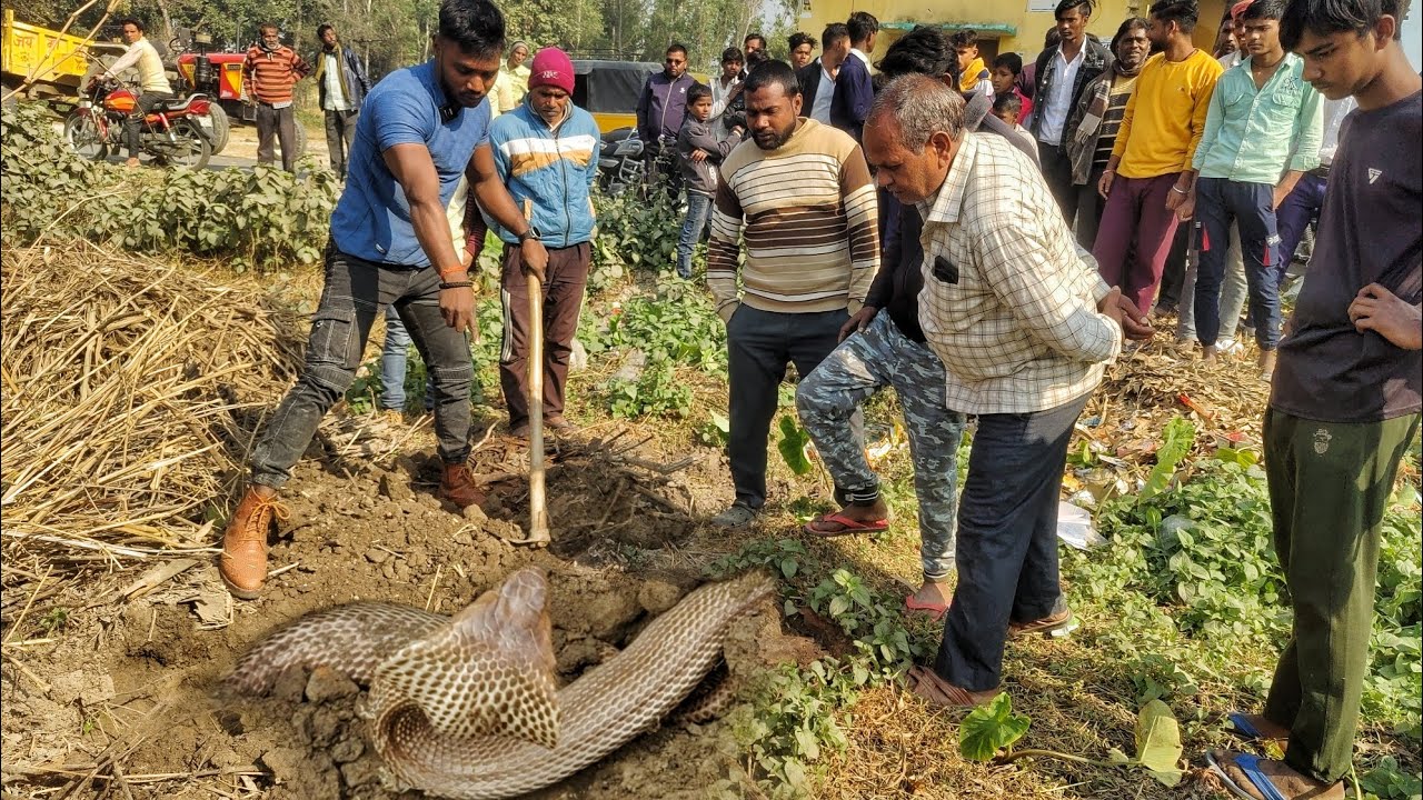 स्कूल में इतना भयंकर कोबरा दिखने से बच्चों में खलबली मच गया। फिर बंद कैमरा हो गया हादसा।😥