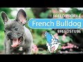 ► French Bulldog Breed Profile [2022] Temperament &amp; Training