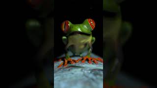 The days just fly by...#frog #confused #krazymations