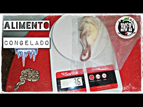 Video: Cómo Alimentar A Las Serpientes Con Animales Vivos O Congelados