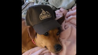 SMKW Officer's Club Package - $100 Mystery Box, April 2021. Doggo Approved.