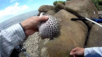 Câu cá biển - Bắt được nhiều loại cá và còn dính cả cua nữa