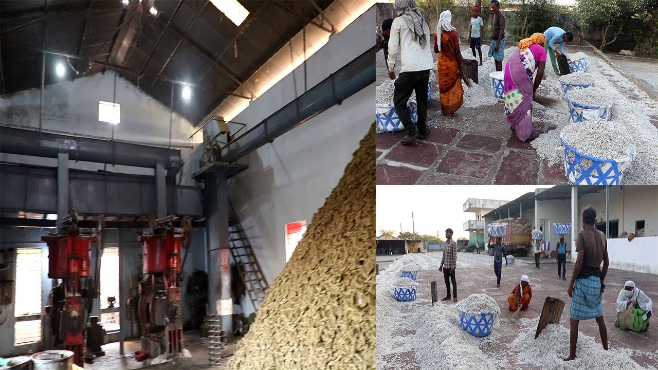 Cotton Seeds Oil mill / Cotton seed Oil factory