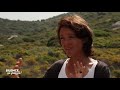 Les immortelles de Corse 🌼 - Silence, ça pousse !