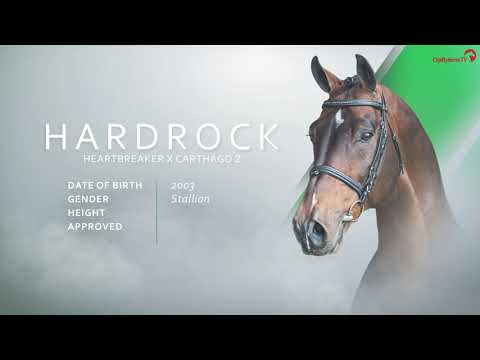 Hardrock Z VDL Stud Stallion Show 2021