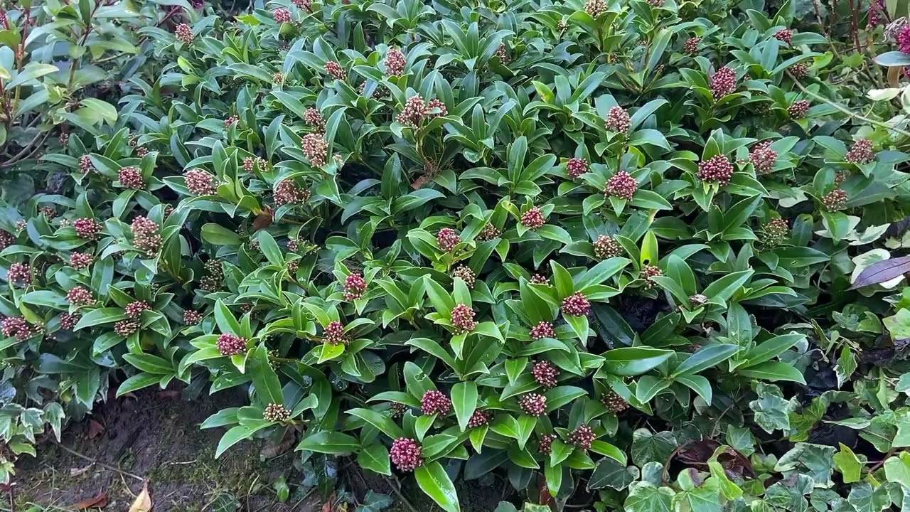 Skimmia japońska i jej wygląd w styczniu 