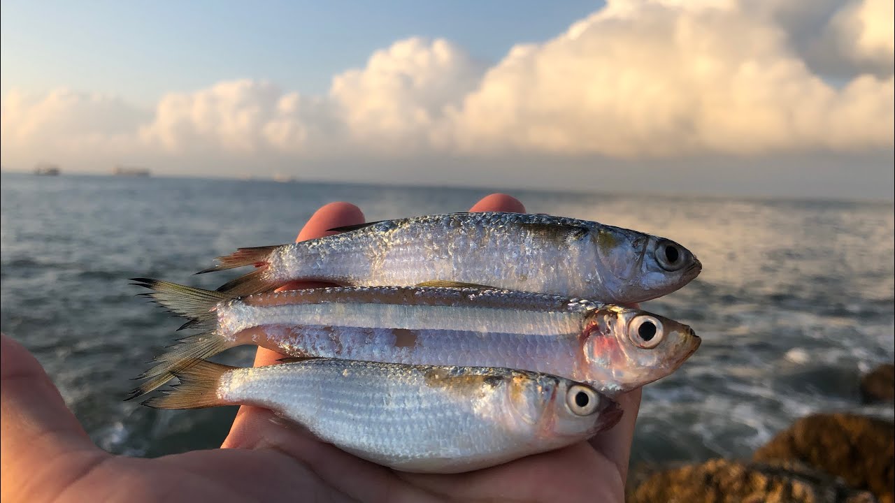 Pesca con CARNADA de orilla!!🎣 - YouTube