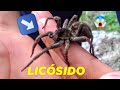 MANIPULANDO TARÁNTULA (Lycosidae) DE UN TAMAÑO ENORME! | RP