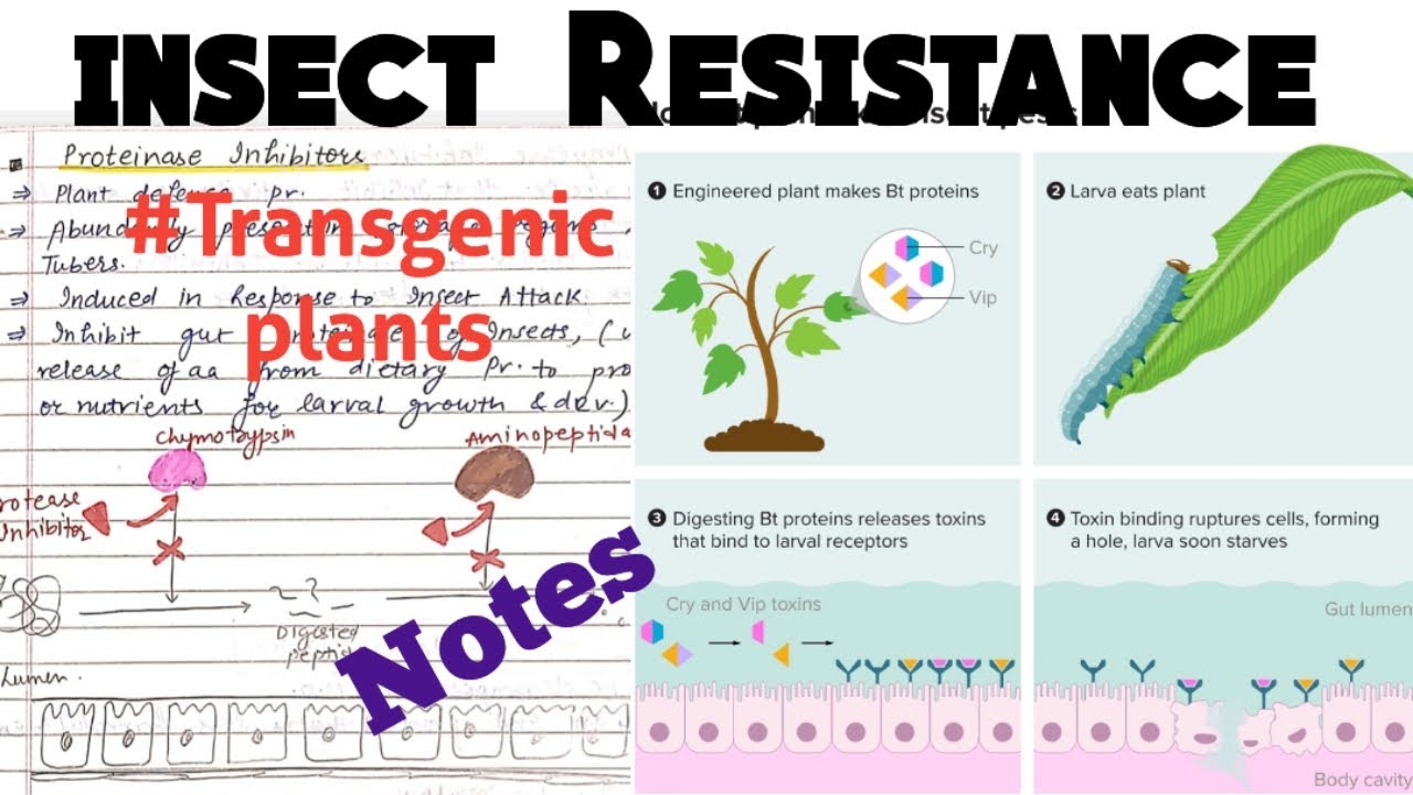 Insect pest Resistance in plants #Transgenic plants #notes # ...