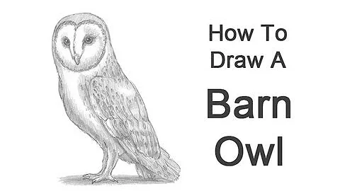 How to Draw a Barn Owl