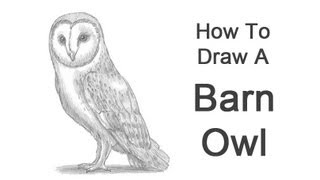 How to Draw a Barn Owl