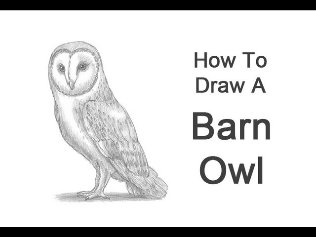 Barn Owl Studies and sketches by Shadowphoenix21 on DeviantArt