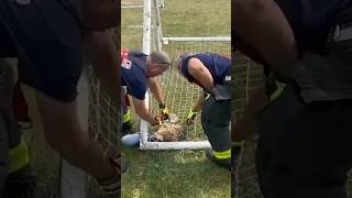 Indianapolis Firefighters Come To The Rescue After An Owl Became Tangled In A Goal Net