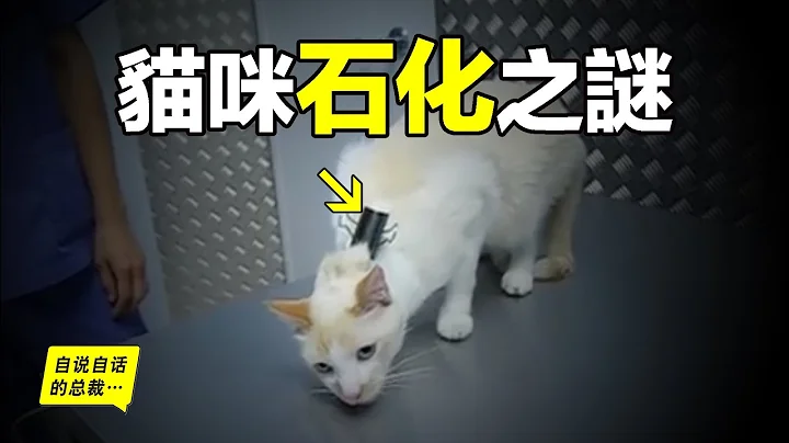 为什么被抓住后脖颈，猫咪就会立刻石化？看懂这个秘密，你也将发现自己身上的这个石化开关……|自说自话的总裁 - 天天要闻