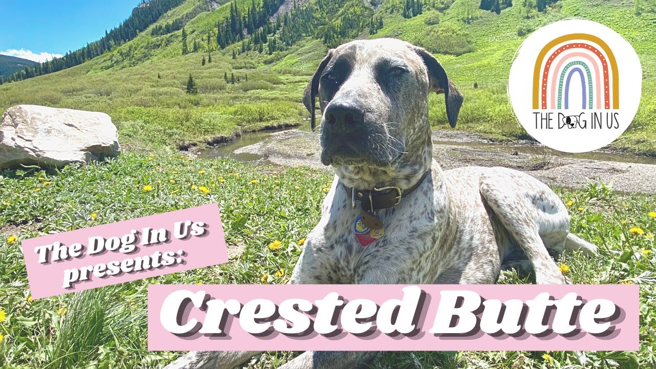 Crested Butte, Colorado with a Dog