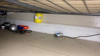 Bart Simpson Stuck