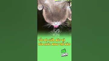 Tốc độ giữa mèo và rùa khác nhau thế nào | Mê Lướt