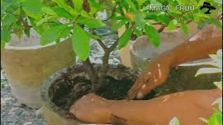 Bonsai Knowledge: Magic Fruit (Miracle Fruit)