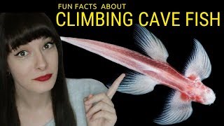 Waterfall Climbing Cave Fish Amazing Blind Cavefish Walks Up Rocks And Waterfalls