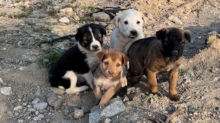 Puppies living in the woods no longer run away from us. by Sevpati 56,237 views 1 month ago 29 minutes