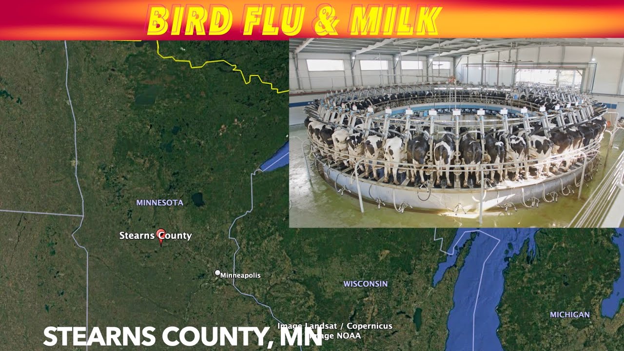Bird Flu In Minnesota Dairy Herd - YouTube